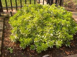 Image result for Pittosporum tobira
