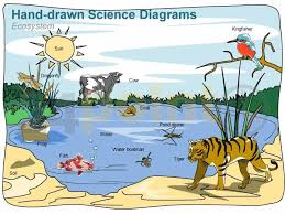 Science Diagrams Hand Drawn Science Diagrams Ecosystems How To Draw Hands