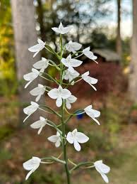 Image result for Habenaria lithophila