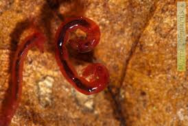 les larves de chironomes ou vers de vase myrmecofourmis fr fourmis et insectes