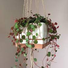 Peperomia Ruby Cascade Peperoma Ruby Cascade In Gardentags Plant Encyclopedia Plants Peperomia Plant Hanging Plants