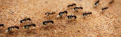 Aardvark pest services was able to go to the property same day and fix the problem. Aardvark Pest Control Services Inc