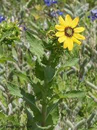 Actualmente comercializamos cereales, algodón, oleaginosas, fertilizantes, agroquímicos y semillas, y ofrecemos soluciones financieras y logísticas a los productores argentinos, apoyados por una extensa red de activos y puertos estratégicamente ubicados, así por como un. Saladillo Borrichia Frutescens Naturalista Co