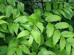 Image result for Streptopetalum