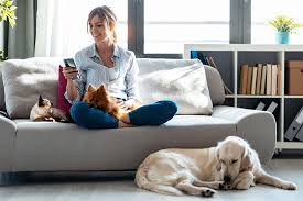 Get the 5 best nearby with just one request. In Home Mobile Dog And Cat Grooming Why Are The Best Methods