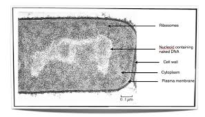 Pin On Ib Biology Hl