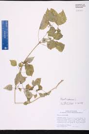 Image result for Physalis pubescens