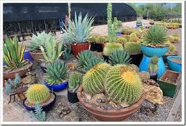 Botanical wonderland by rachel reinert. Succulents And More Visit To B B Cactus Farm Tucson Az Part 1 Cactus Farm Cactus And Succulents Succulents