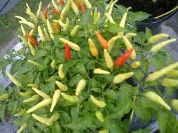 Maybe you would like to learn more about one of these? Jual Bibit Sayur Cabe Rawit Pedas Tegak Pepper Chili Cocok Untuk Sambal Di Lapak Lohan Store Bukalapak