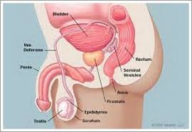 Prostata Ed Erezione Qual E Il Vero Collegamento