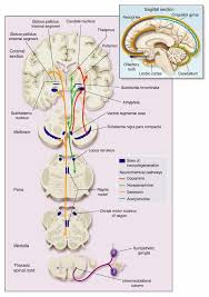 Symptoms start gradually, sometimes starting with a barely noticeable tremor in just one hand. Parkinson S Disease Nejm