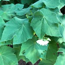 Image result for Dombeya kirkii