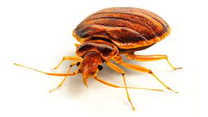 Does raid spray kill bed bugs? Bed Bug Control Ecolab