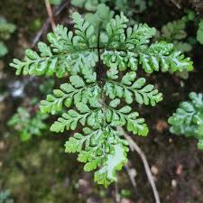Image result for Cheilanthes