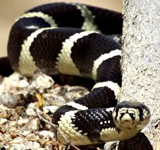 You can sort these snake pet names by gender and you can view their. I Use To Have A King Snake Named Shadow I Want Another One Snakes Are My Favorite Pet 33 Serpente Natura