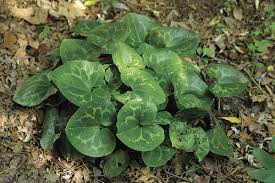Ground cover perennial plants often have attractive features not found in evergreen groundcovers. 10 Ground Covers For Shade Finegardening