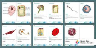 Introduce specialised animal cells and specialised plant cells to your key stage 3 students with this collection of specialised cell worksheets.&nbsp;alternatively, use this worksheet to aid student's revision at the end of the cell biology topic to see how well they can label the specialised plant cells and give examples of different types of specialised cells.&nbsp;the resource contains a. Specialised Cells Ks3 Cells And Organisation Beyond
