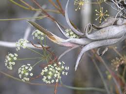 Image result for Secamone filiformis