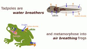 How Does The Respiratory System Change From Tadpoles To Adult Frogs Socratic