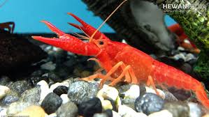Untuk mendapatkan tanaman air ini. 4 Jenis Makanan Lobster Air Tawar Dan Cara Pemberian Pakan Yang Baik Hewanpedia