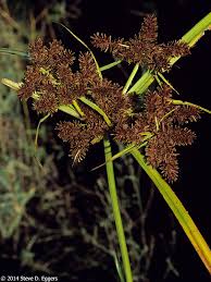 Image result for Cyperus mollipes