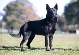 Kelpie Dog Breed Australian Kelpie 0021 Kopek Turleri Kopek Avustralya