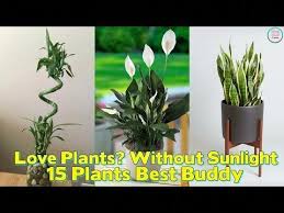 17 Best Bathroom Plants How To Use How To Choose Bathroom Plants Best Bathroom Plants Low Light Plants