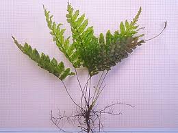 Image result for Trichomanes crispiforme