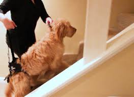 For this cute puppy, stairs is more like a mountain. Why Won T My Dog Walk Upstairs Or Downstairs Anymore Walkin Pets