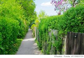 Insofern, als wir den schuleigenen garten als. Die Hecke Im Garten Ein Ratgeber Seite