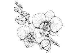34+ orchid coloring pages for printing and coloring. Dibujo Colorear Flor De Orquidea 2 Orchid Flower Coloring Page 2