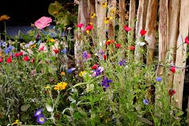 Alle artikel zu häufige wildblumen. Wildblumen Garten Ein Aktiver Beitrag Zum Umwelt Und Artenschutz