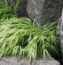 Maybe you would like to learn more about one of these? Pin On Other Great Grasses We Grow