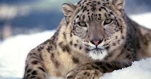 Wallpapers Collection Leopard Wallpapers 1920 1080 Leopard Pictures Wallpapers 31 Wallpapers A Leopard Pictures Snow Leopard Wallpaper Leopard Wallpaper