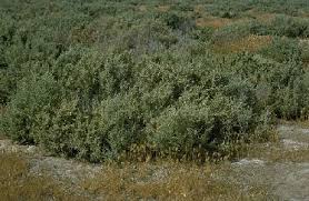 Image result for Aristida canescens