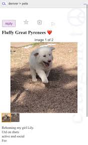 Select category community events gigs housing jobs resumes for sale services. Pattrik Perez On Twitter This Is Luna She S A Great Pyrenees Puppy She S Currently Fighting Parvo At A Vet Clinic In Wheat Ridge Her Owner Is Having To Come Up With 1 200