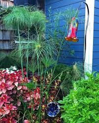 Image result for Cyperus tenax