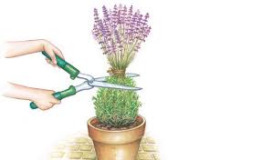 Lavendel Richtig Schneiden Garten Lavendel Garten Und Bepflanzung
