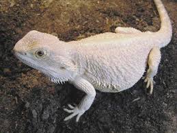 White To The 2nd Power Bearded Dragon Bearded Dragon Care Bearded Dragon Cute