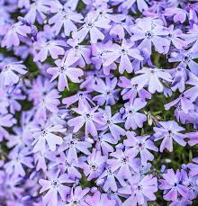 Check spelling or type a new query. 15 Easy Midwest Groundcovers Midwest Living