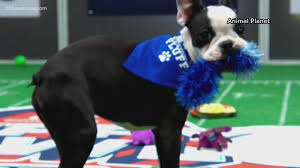 Maybe you would like to learn more about one of these? Virginia Dog Wins Mvp Most Pupular In 2021 Puppy Bowl 13newsnow Com