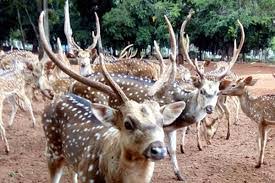 Sudah include gratis shuttle bus safari, 4 pertunjukan satwa, aquatic land, safari adventure, baby zoo, pilih dolphin show atau temple of terror. Taman Rusa Diserahkan Ke Dinas Pertanian Bengkulu Ekspress Kepahiang Ekspress