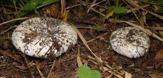 Image result for Russula perlactea
