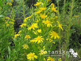 Ve ne proponiamo dieci, tutte sempreverdi e tutte resistenti al clima marino fiorite in bianco e in giallo, alcune profumate. Fiori E Arbusti Della Macchia Mediterranea Inula Viscosa L Aiton Arbusti Fiori Erbe