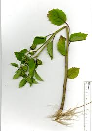 Image result for Physalis angulata