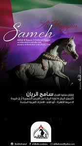 الفحل سامح الريان الى مربط الظفرة Arabians Horses Arabian Horse