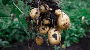 Kartoffeln im Hochbeet anbauen | ndr.de