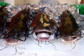 冷たい熱帯魚の写真素材・画像素材 Image 244343