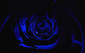 3840x2400 best hd wallpapers of flowers, 4k ultra hd 16:10 desktop backgrounds for pc & mac, laptop, tablet, mobile phone. Download Wallpapers 4k Blue Rose Darkness Close Up Roses Blue Flowers Blue Roses Besthqwallpapers Com Blue Roses Wallpaper Desktop Wallpaper Black Rose Wallpaper