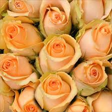 Maybe you would like to learn more about one of these? Roses Peach 50 Stems Sam S Club Peach Roses Sams Club Flowers Bulk Roses